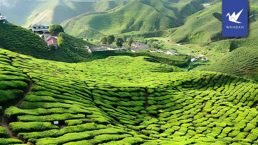 A Foodie’s Guide to the Best Dishes in Cameron Highlands